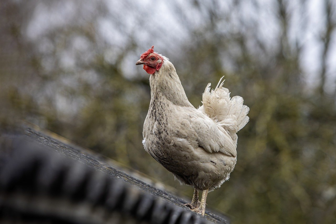 How to Raise Backyard Chickens Sustainably
